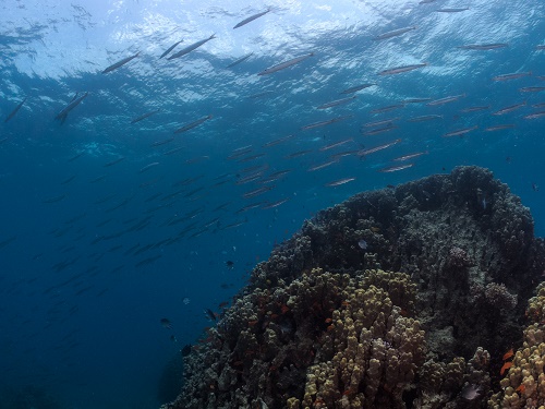 Moon Valley Dive Site in Aqaba, Jordan